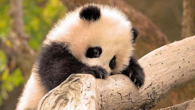 Baby-panda-giant-bucket-of-cute
